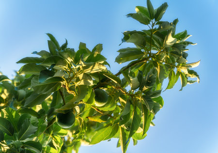 Closeup of fresh tangerine tree branch with green fruit against blue sky. Selective soft focus. Copy...