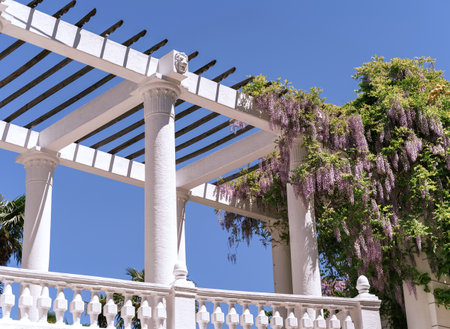 Blooming wisteria lilac vine blossoms climbing along the top of pavilion and its white stone columns...