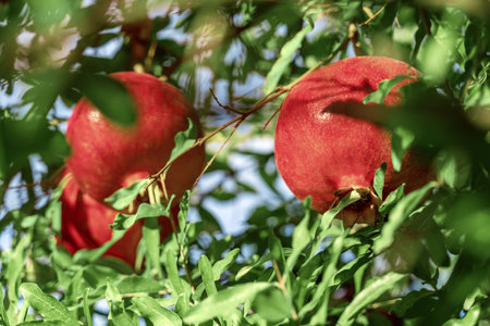 Red ripe pomegranate fruit hanging on a sunlit tree. Pomegranate garden at sunset. Selective soft focus. Copy space.の写真素材
