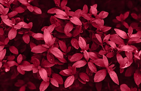Perfect natural fresh leaves pattern natural background. Toned image in trendy magenta color of year 2023. Dark and moody feel. Top view. Copy space.の写真素材