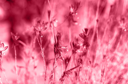 Beautiful wild flowers in the sunlight background toned in trendy magenta color of year 2023. Shot with selective soft focus.の写真素材