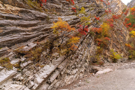 A picturesque autumn scene in the mountains, adorned with vibrant red and golden-yellow foliage. Natural background.の写真素材