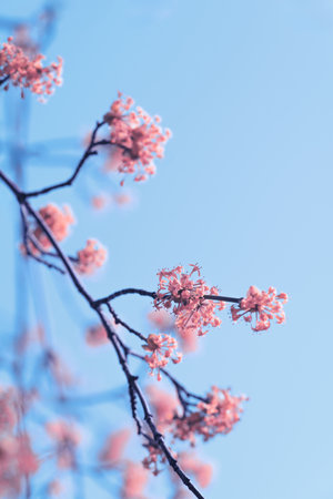Delicate pink cherry blossoms are seen blooming on slender branches under a clear blue sky, showing the beauty of springtime. The bright colors evoke a sense of tranquility and renewal.の写真素材