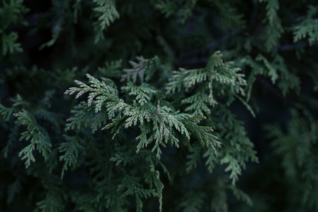 Cedar branches showcase vibrant greenery, capturing delicate leaf patterns against a dark, natural background. The soft evening light enhances the foliage rich colors.の写真素材