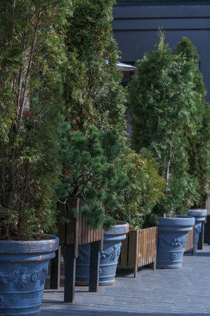 Lush greenery adorns a stylish outdoor walkway, showcasing neatly arranged potted plants against an urban backdrop that features contemporary design elements.の写真素材