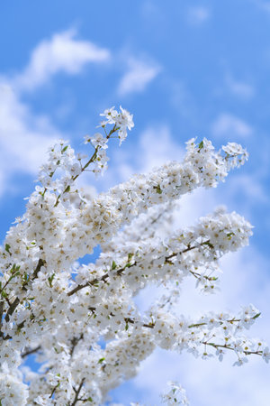 Delicate white cherry blossoms flourish on branches under a vibrant blue sky. This delightful spring scene captures the essence of nature beauty in a peaceful park.の写真素材