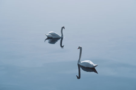 Two elegant swans swim effortlessly in a calm lake surrounded by mist, creating a peaceful...
