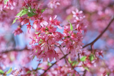 Cherry blossom branches display a stunning array of pink flowers, creating a lively atmosphere in a garden during the warm spring season. The clear blue sky adds to the charm.の写真素材
