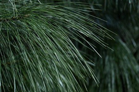 Lush green pine needles create a dense texture against a dark background, showing the intricate details of nature in a peaceful forest. Sunlight filters through, illuminating the needles.の写真素材