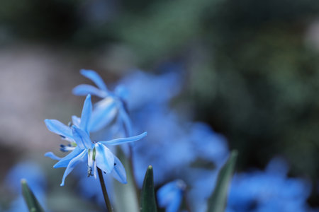 Spindly blue flowers emerge from lush greenery, enhancing the beauty of a spring garden. Soft...