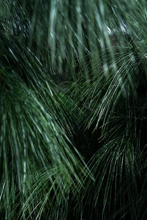 Dense clusters of green pine needles create a textured, vibrant backdrop in a tranquil forest...