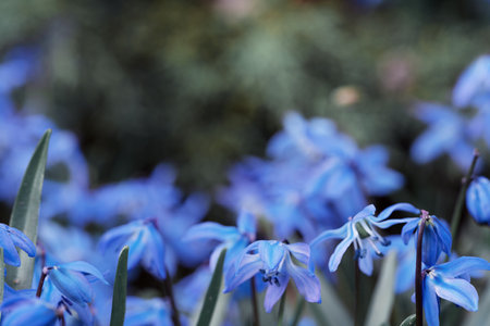 A field of vibrant blue flowers is blooming amidst lush greenery in a garden during springtime. The...