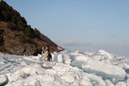 Dog confidently stands on a frozen landscape, surrounded by jagged ice formations and a backdrop of rugged terrain, under a clear blue sky, capturing the essence of winter's beautyの写真素材