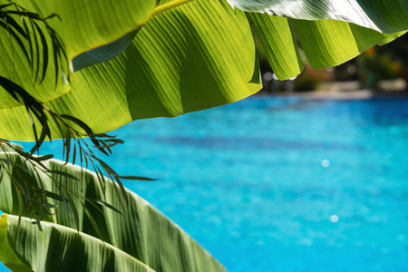 Lush green banana leaves create a natural frame around a serene blue swimming pool, offering a refreshing ambiance and ample copy space for design purposes and visual storytellingの写真素材