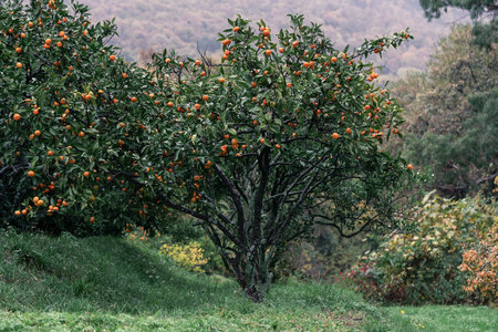 Mandarin orchard featuring vibrant, ripe fruit hanging from branches, set against a backdrop of lush...