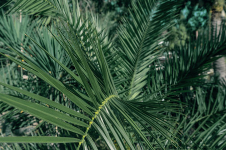 Lush green palm leaves form a vibrant natural backdrop, providing ample copy space for design elements. The intricate textures and shades of green enhance the visual appeal of the sceneの写真素材