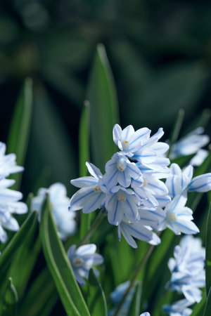 Delicate blue flowers are blooming beautifully among lush green foliage, creating a vibrant garden scene filled with life and color, showing the natural beauty of springtime floraの写真素材