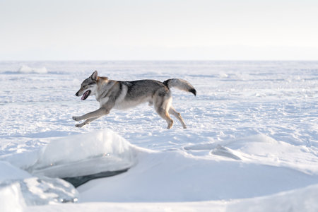 Agile canine joyfully leaps across a vast frozen landscape, surrounded by shimmering ice formations and a bright, clear sky, capturing the essence of winter's beauty and vitalityの写真素材