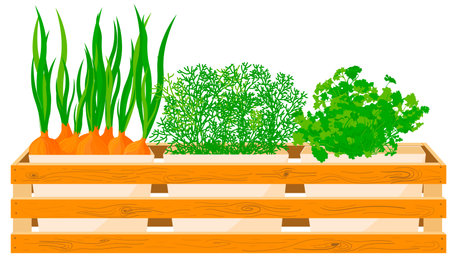Onions, dill and parsley grow in pots in the windowsillのイラスト素材