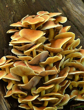 Beautiful cluster of buttermilk (hypoholoma) mushrooms on the trunk