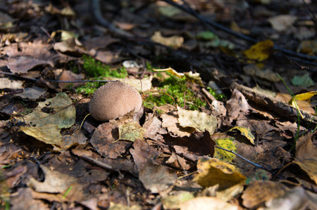 Brown puffball (Lycoperdon umbrinum)