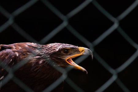Eagle with open beak screaming in a cage, dark background