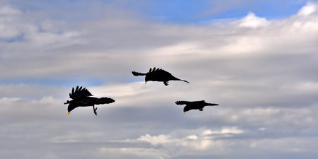 Three flying black birds (Alpine chough - Pyrrhocorax graculus) against a background of sky and cloudsの写真素材