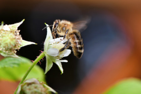 Honey bee (Apis mellifera) on a raspberry flower. Interesting flare in the backgroundの写真素材