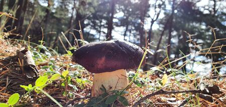 Silvetre mushroom in full nature in the sunlightの写真素材