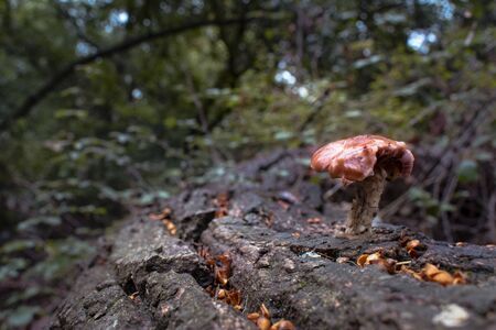 Mushroom sprouting from a trunkの写真素材