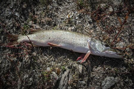 Freshly caught pike perch and alive with shiny scales on the ground.
