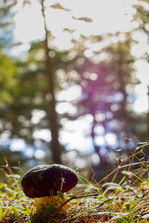 Sit in the forest with blurred background. Saturated colors.
