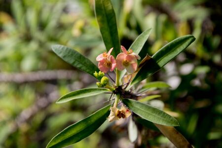 Flower detail. Selective focus on flower petalsの写真素材
