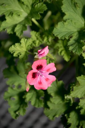 Flower detail. Selective focus on flower petalsの写真素材