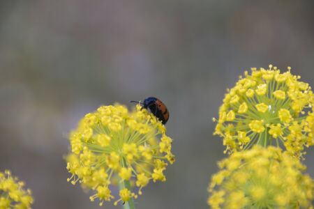 detail of insect on plant. Selective focus.の写真素材