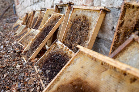 Some old bee panels leaning against a wall. Bee collecting honeyの写真素材