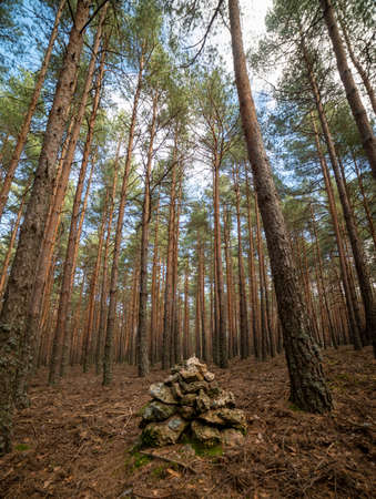 Autumn forest-nature. Good morning in a colorful forest with sun rays through tree branches. natural...