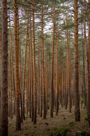 View of the tall pines on a summer day