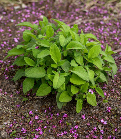 mint plant in a vegetable garden