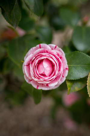 The camellia is a flower of oriental origin, also called the Rose of Japan.の写真素材