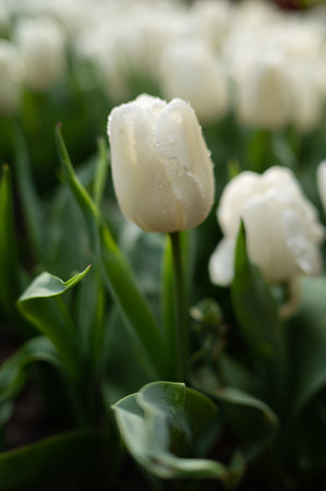 Beautiful colorful tulips in the gardenの写真素材