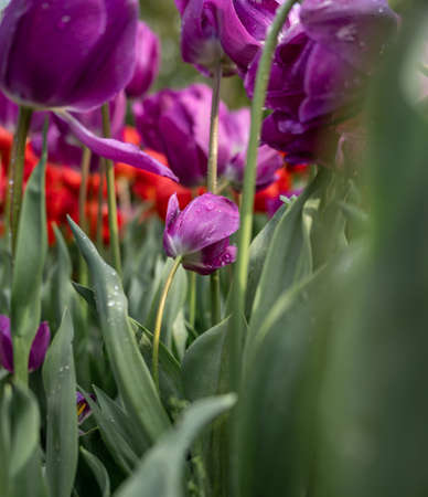 Beautiful colorful tulips in the gardenの写真素材