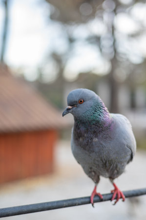 Madrid. Spain. March 28, 2023. Close-up of a pigeon perched on a poleの写真素材