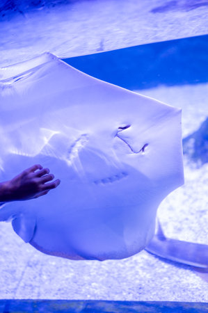 A Graceful Stingray Swimming in a Blue-Lit Aquariumの写真素材