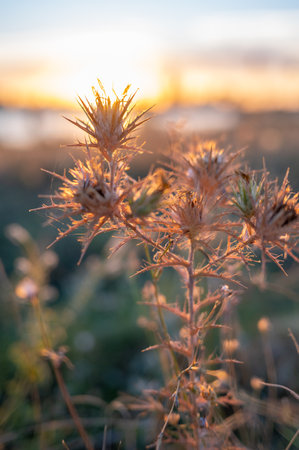 Sharp Spines and Warm Skies: A Sunset Thistle Sceneの写真素材