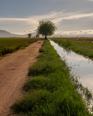 A lone tree stands in the middle of a dirt road, a symbol of hope and resilience in the face of adversity.の写真素材