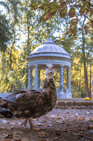 2023-07-20, Aranjuez, Spain: A fountain in a pond surrounded by ducks and trees in the Spanish gardens of Aranjuezのeditorial素材