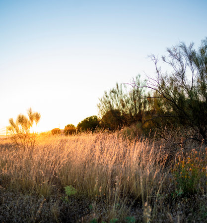 Golden Hour Serendipity: A tranquil grassland bathed in the warm glow of sunset.の写真素材
