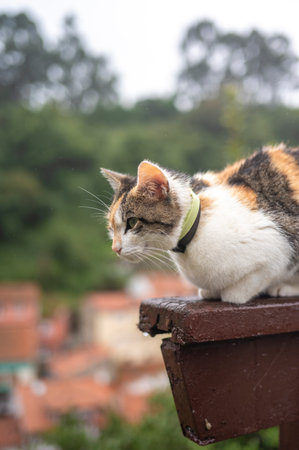 Calico Cat Perched on a Wooden Railing Overlooking a Villageの写真素材