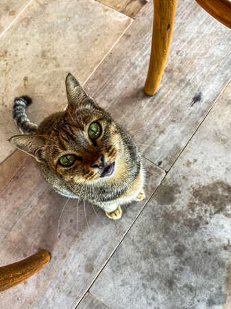 A cat is looking up to look somethingの写真素材